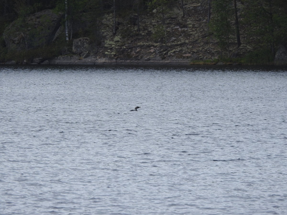 צוללן שחור-גרון - ML643925888