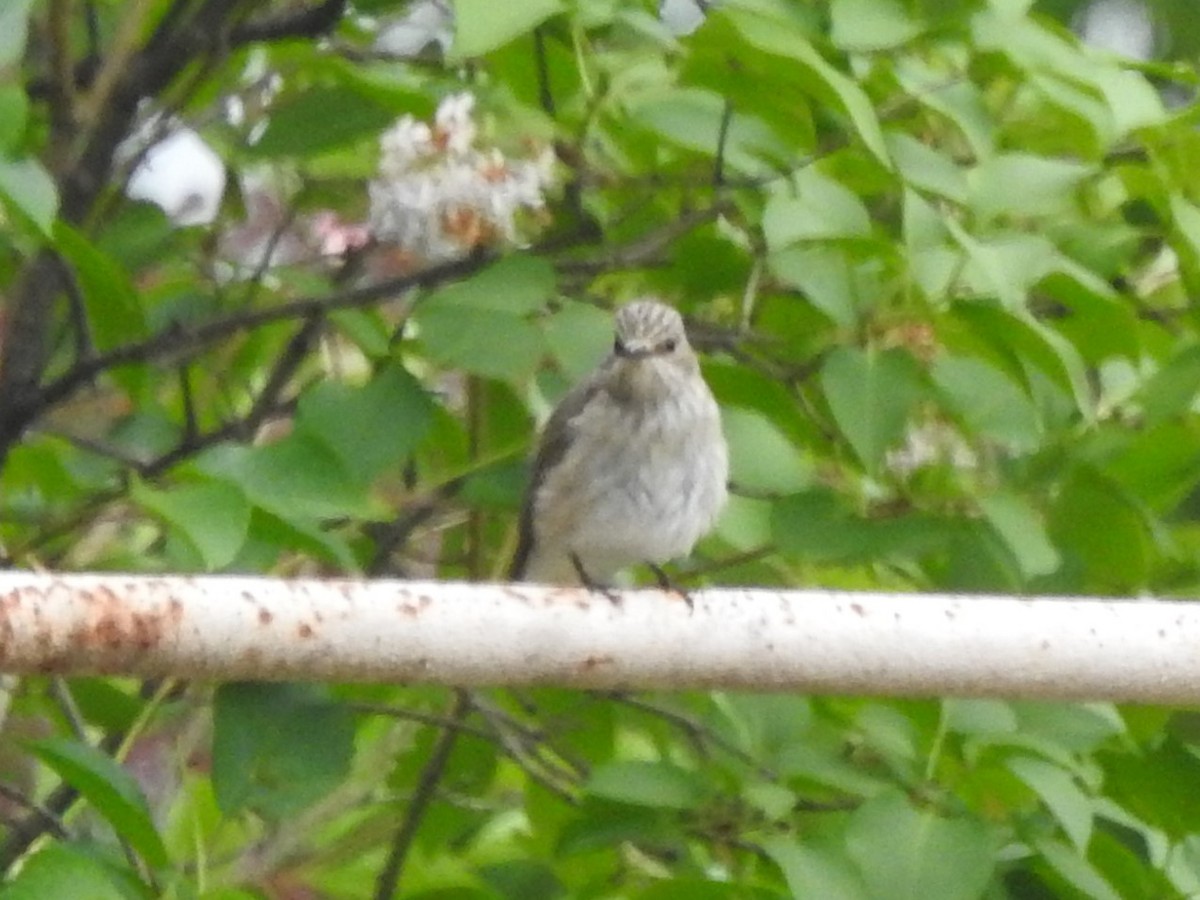 חטפית אפורה - ML643925894