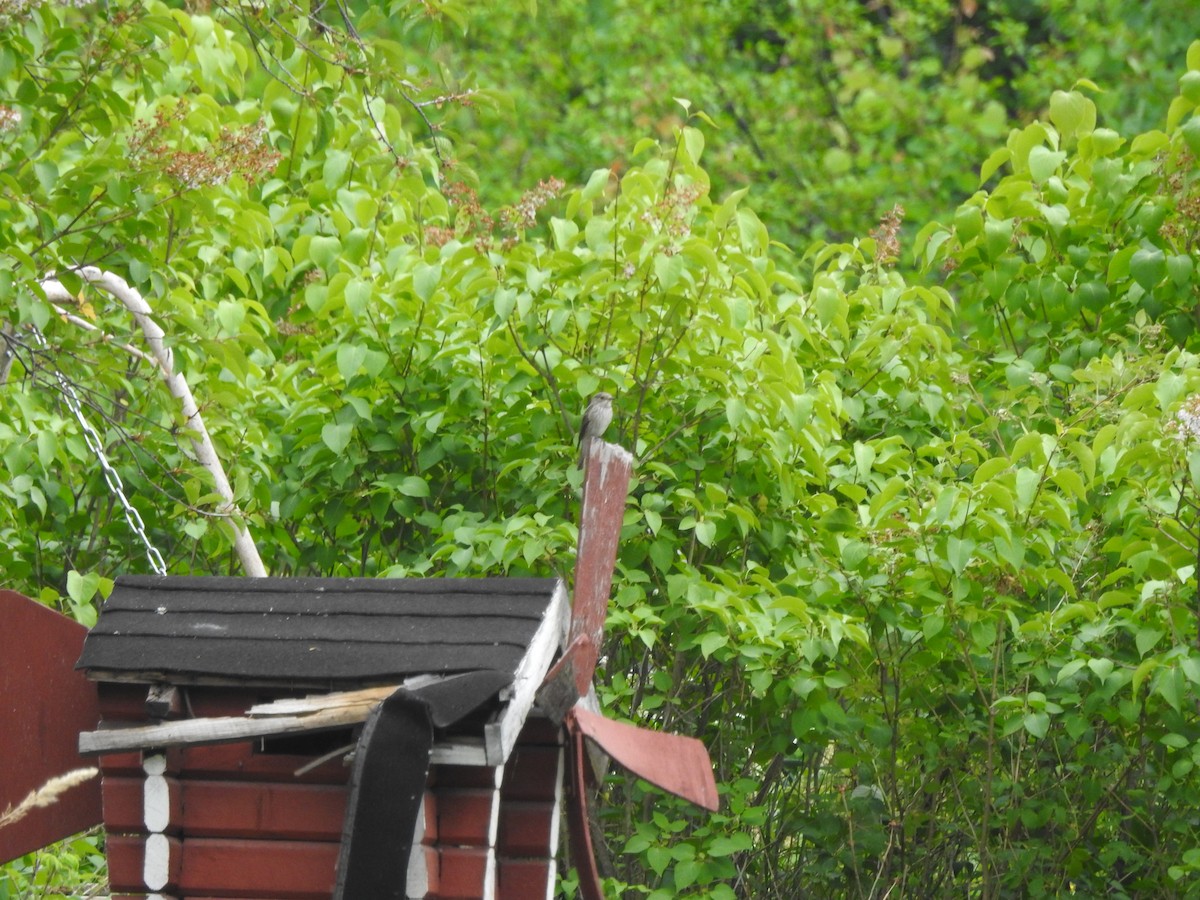 חטפית אפורה - ML643925895