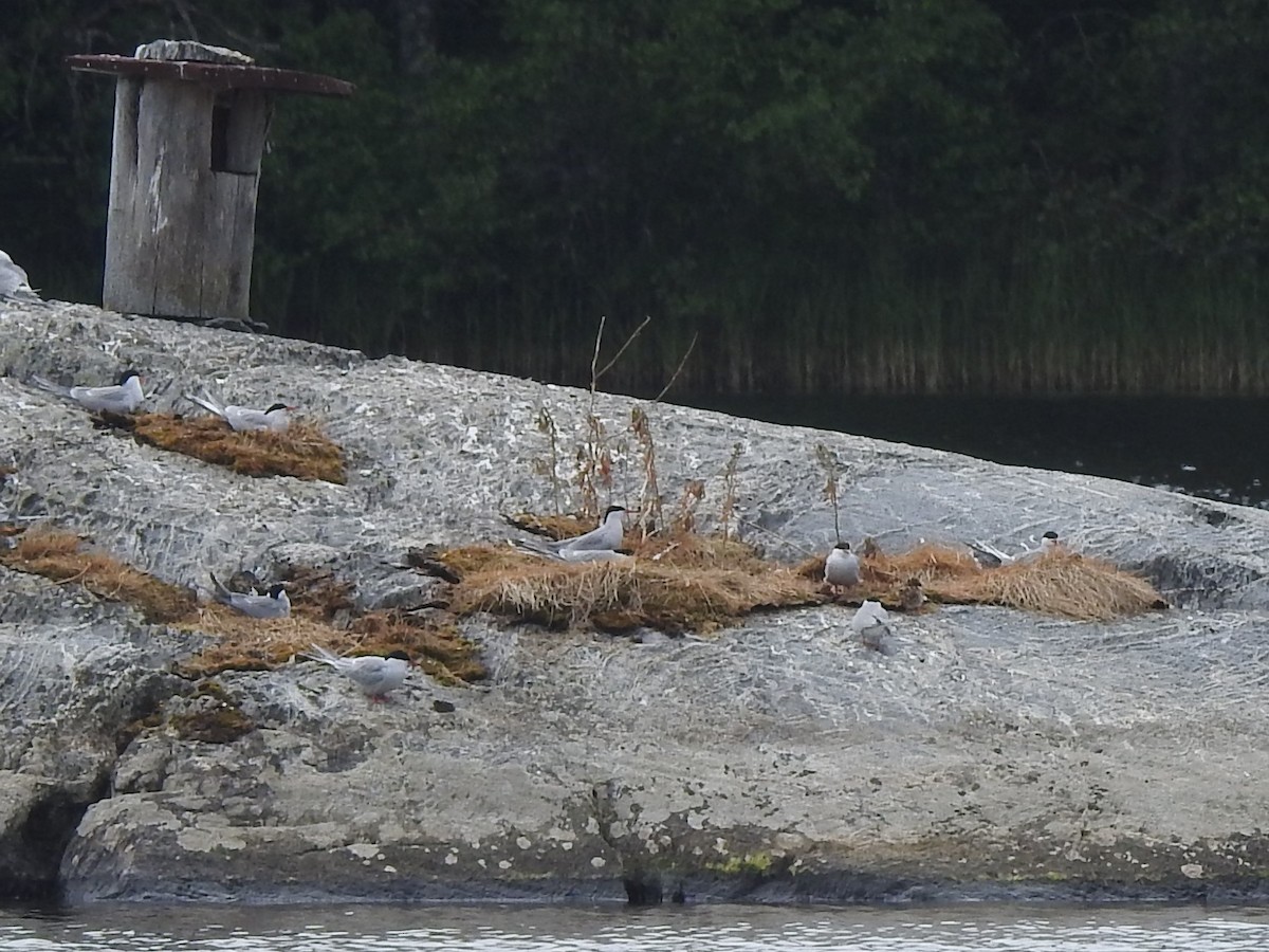 שחפית ים - ML643925897
