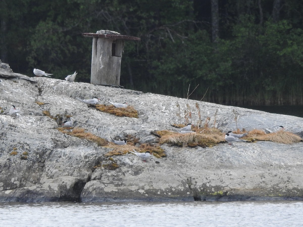 שחפית ים - ML643925898
