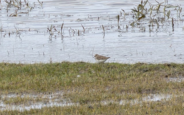 Temminck's Stint - ML643925899