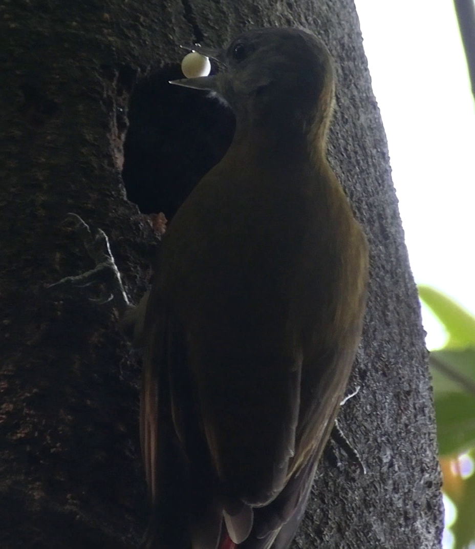 Olive Woodpecker - ML643925922