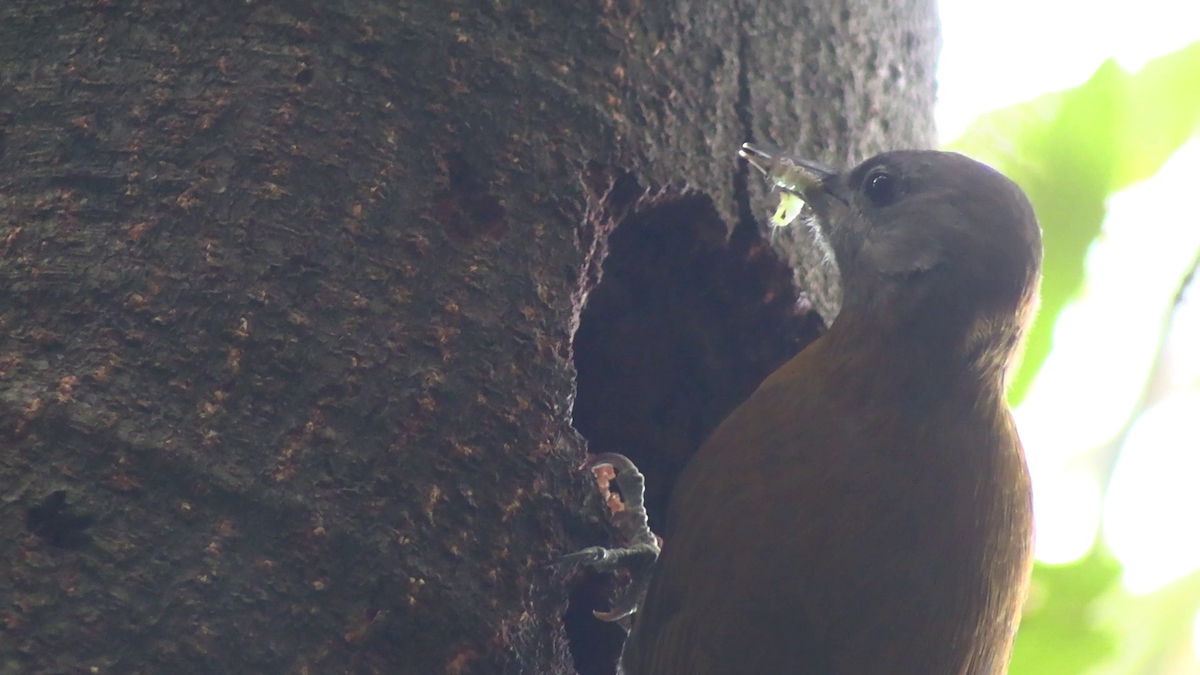 Olive Woodpecker - ML643925923