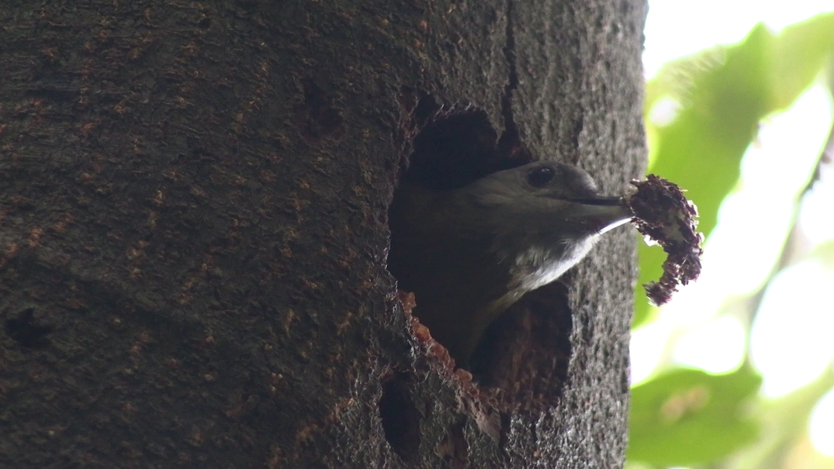 Olive Woodpecker - ML643925928