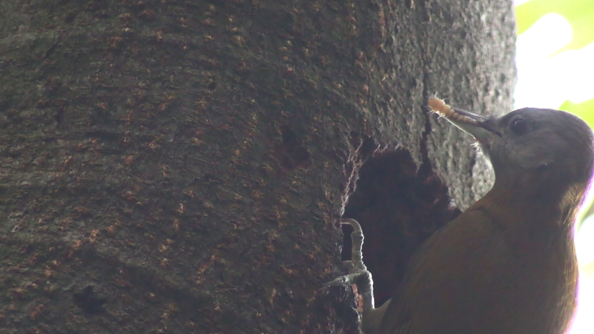 Olive Woodpecker - ML643925929