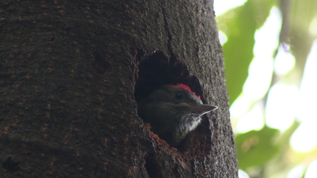 Olive Woodpecker - ML643925930