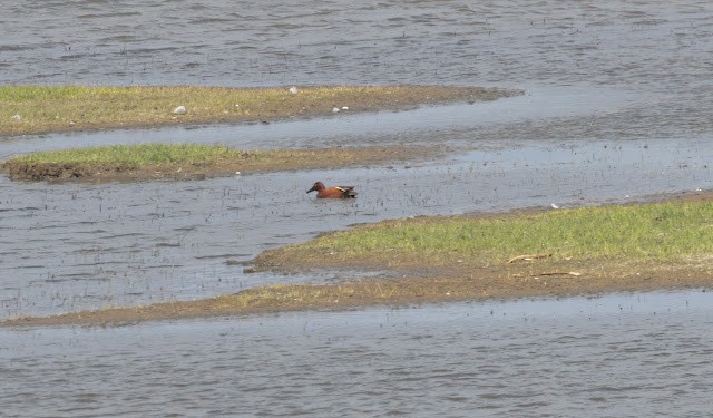 Cinnamon Teal - ML643925941