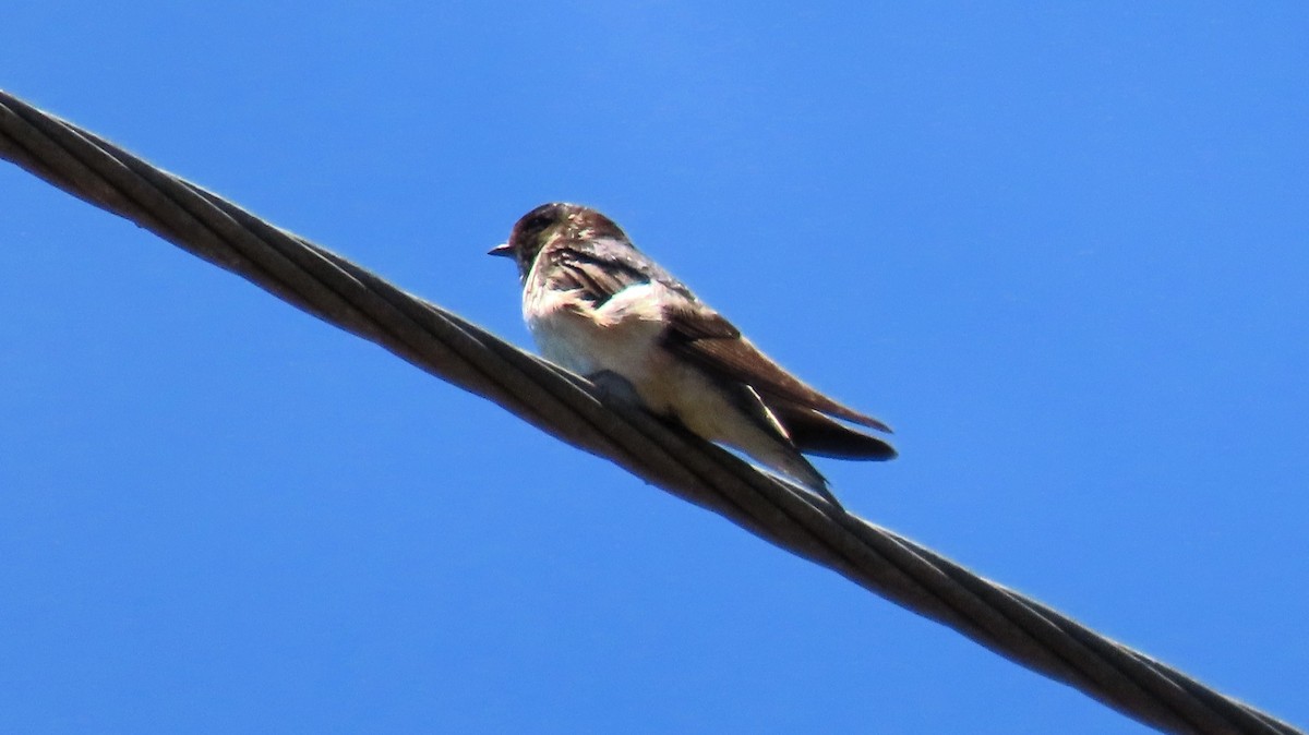 Tree Martin - ML643925959