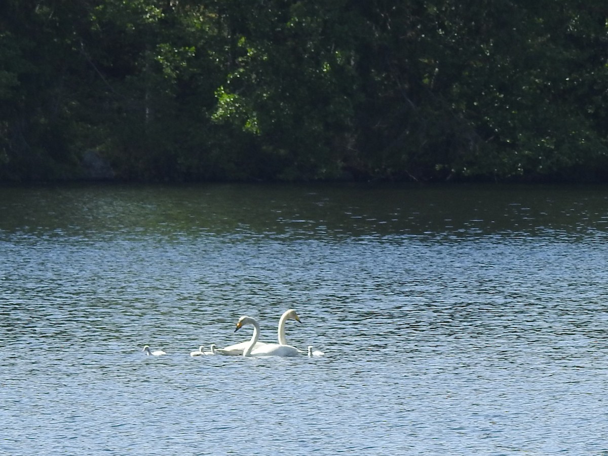 ברבור שר - ML643925960