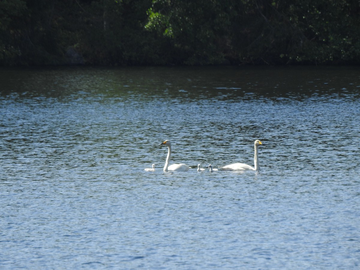 ברבור שר - ML643925961