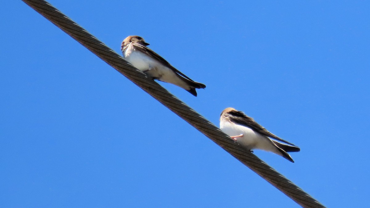 Fairy Martin - ML643925968