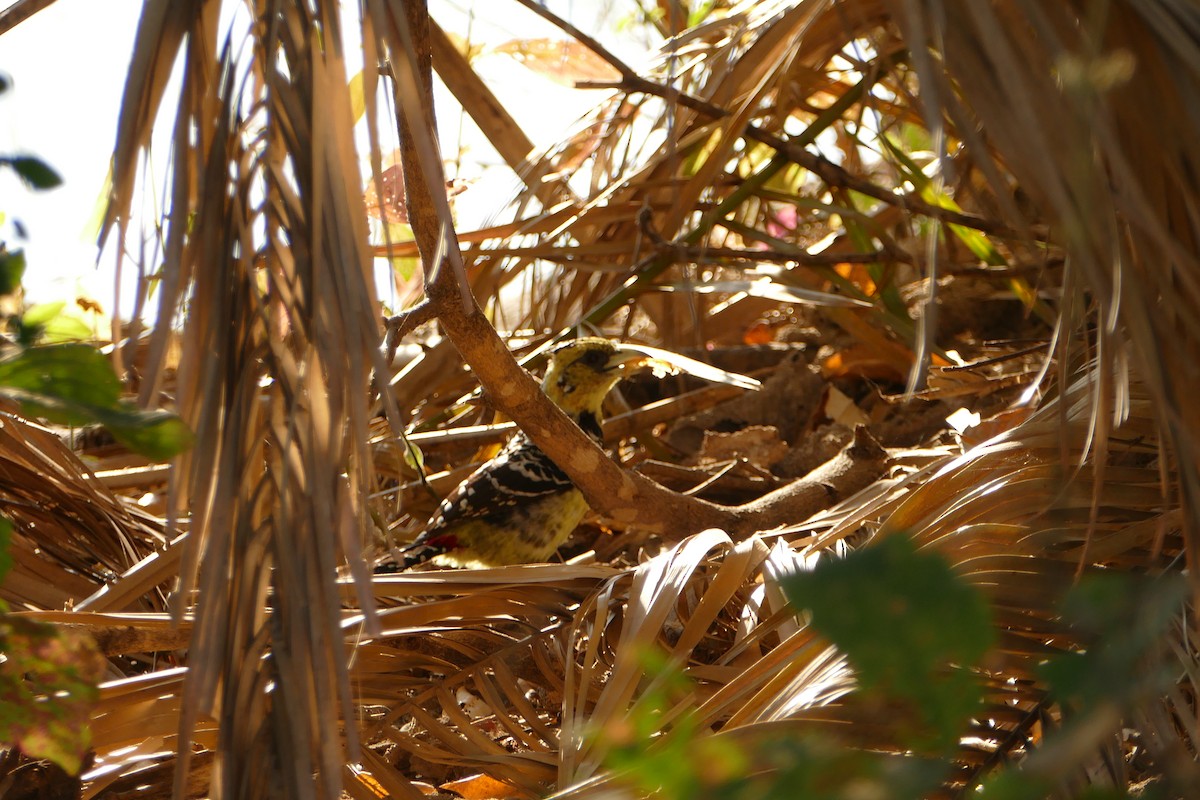 Crested Barbet - ML643925982
