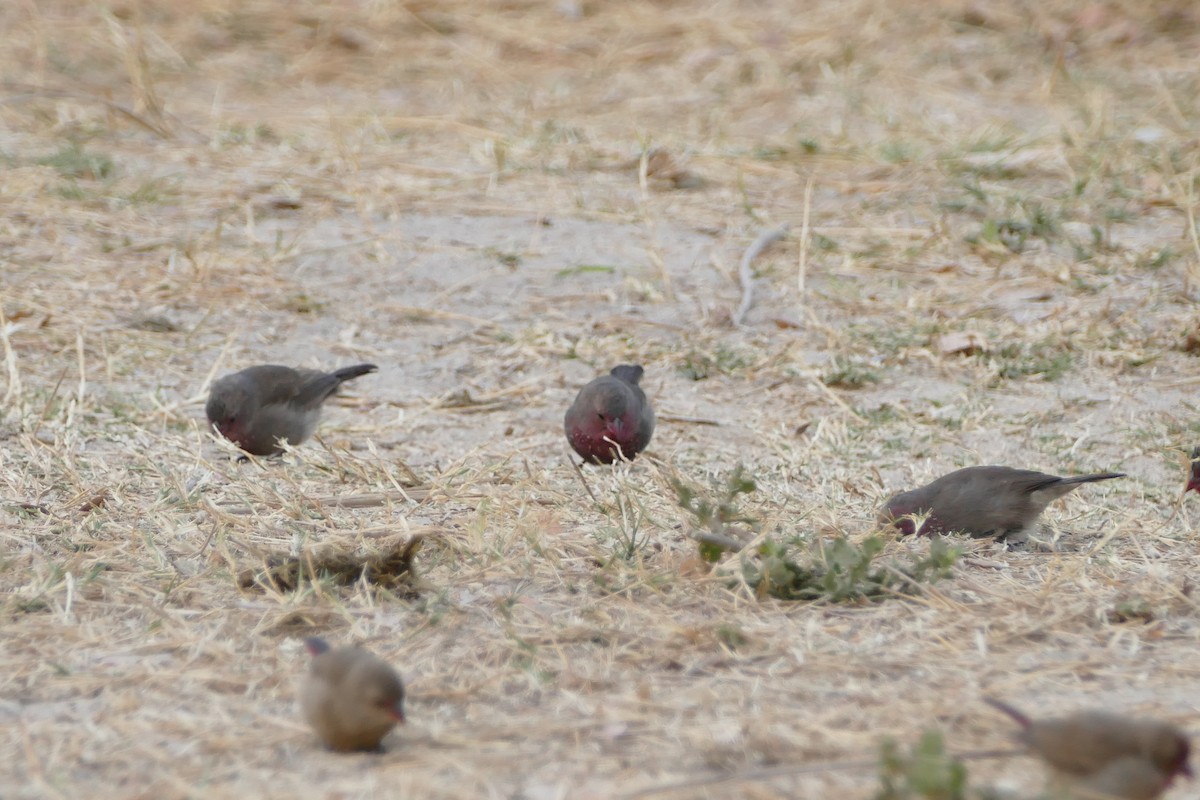 Red-billed Firefinch - ML643925992