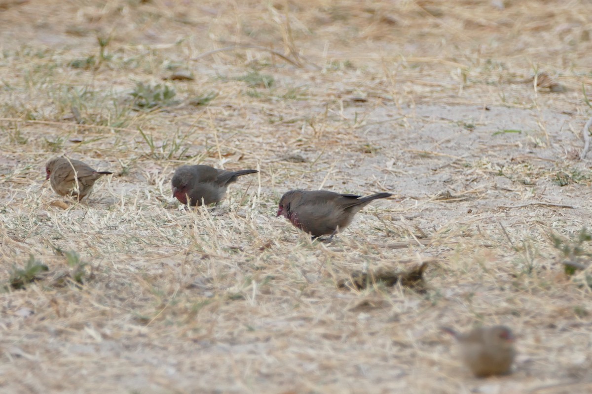 Red-billed Firefinch - ML643925993
