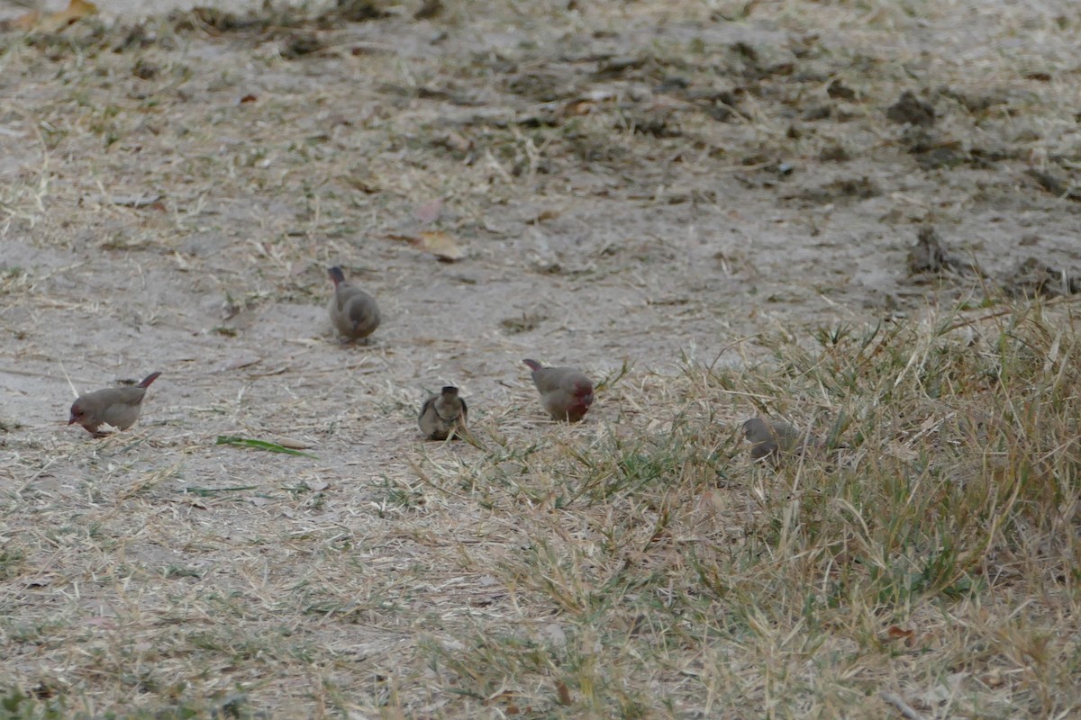 Red-billed Firefinch - ML643925994