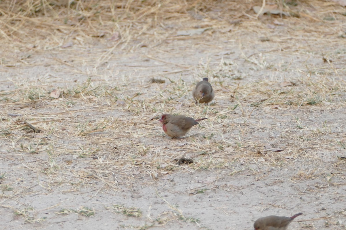 Red-billed Firefinch - ML643925995