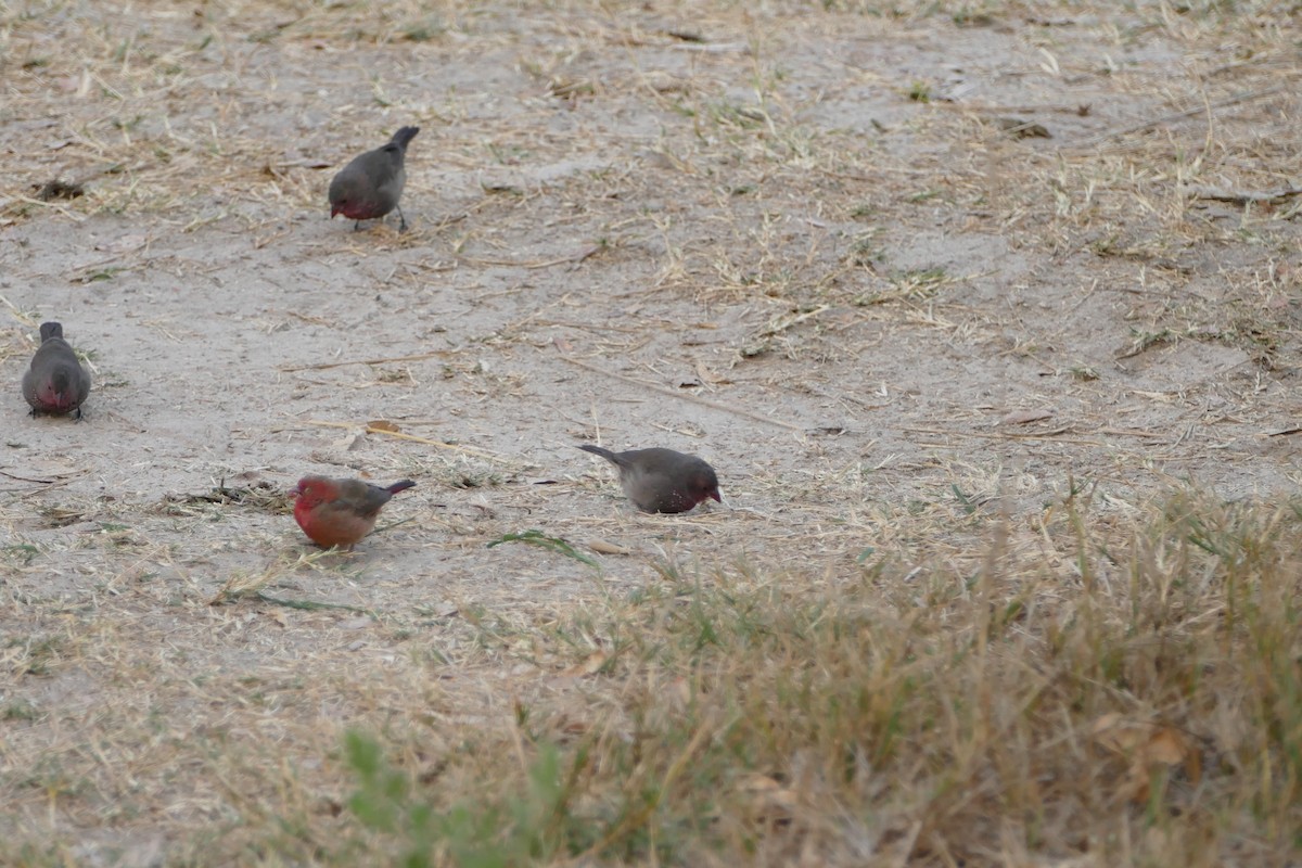 Red-billed Firefinch - ML643925996