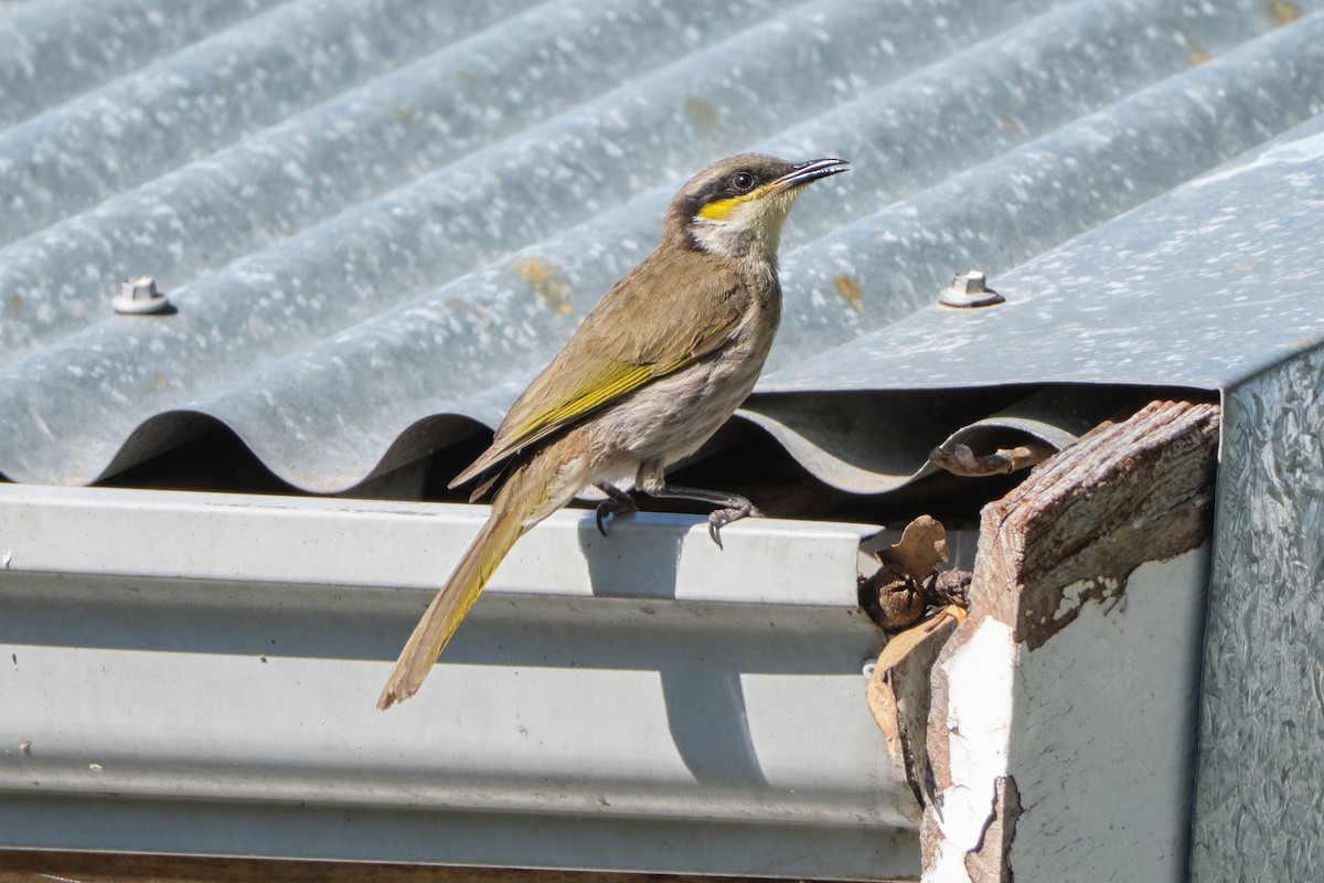Singing Honeyeater - ML643925998
