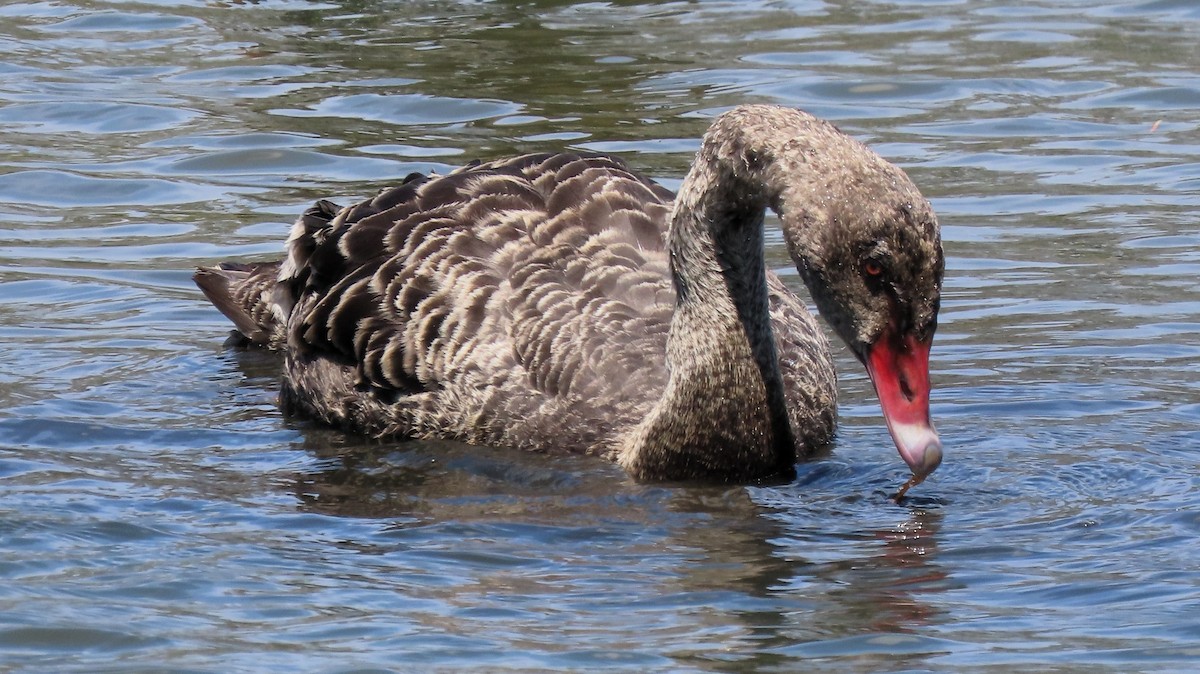 Black Swan - ML643925999
