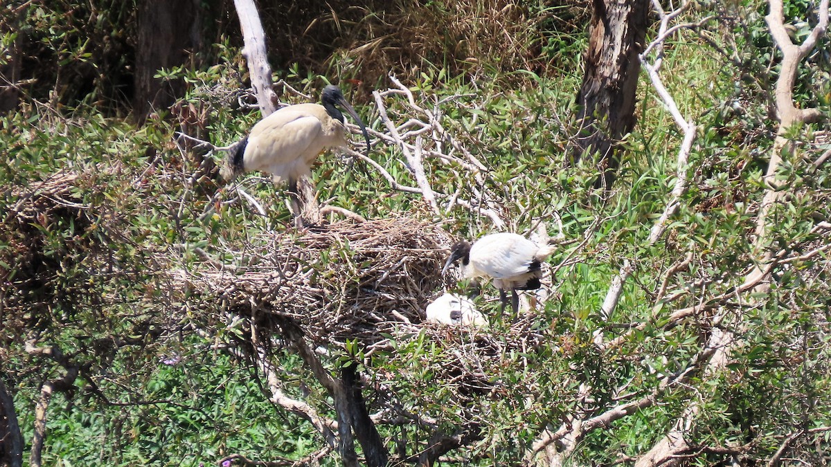 Australian Ibis - ML643926011