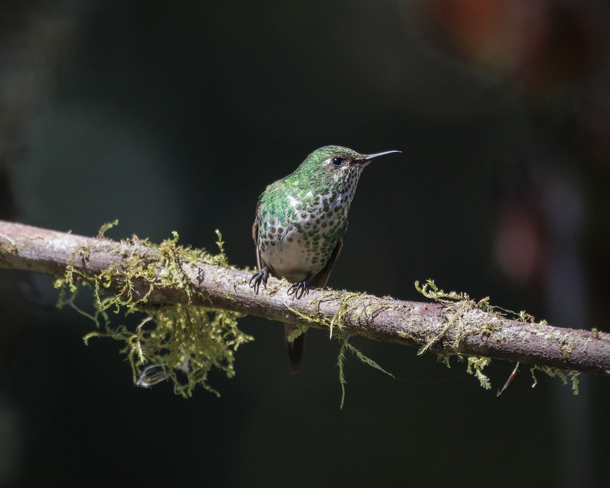 Green-tailed Trainbearer - ML643926017