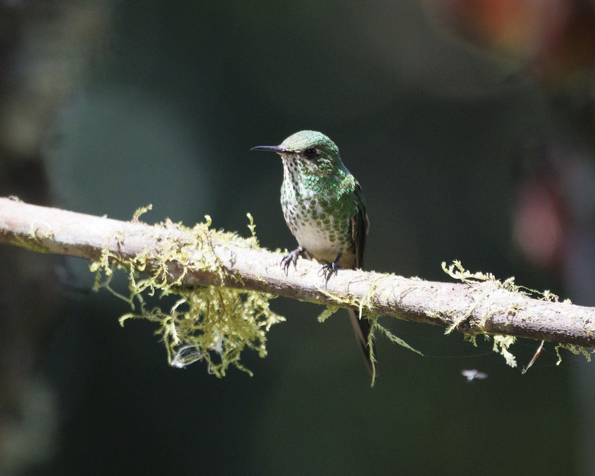 Green-tailed Trainbearer - ML643926018