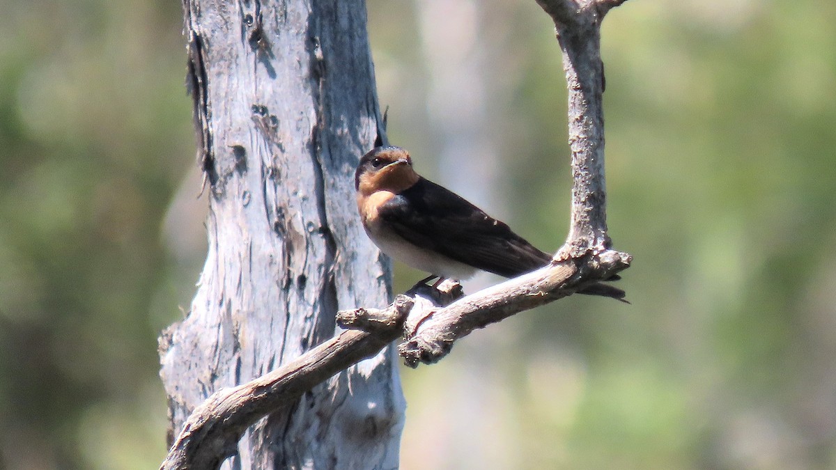 Welcome Swallow - ML643926028