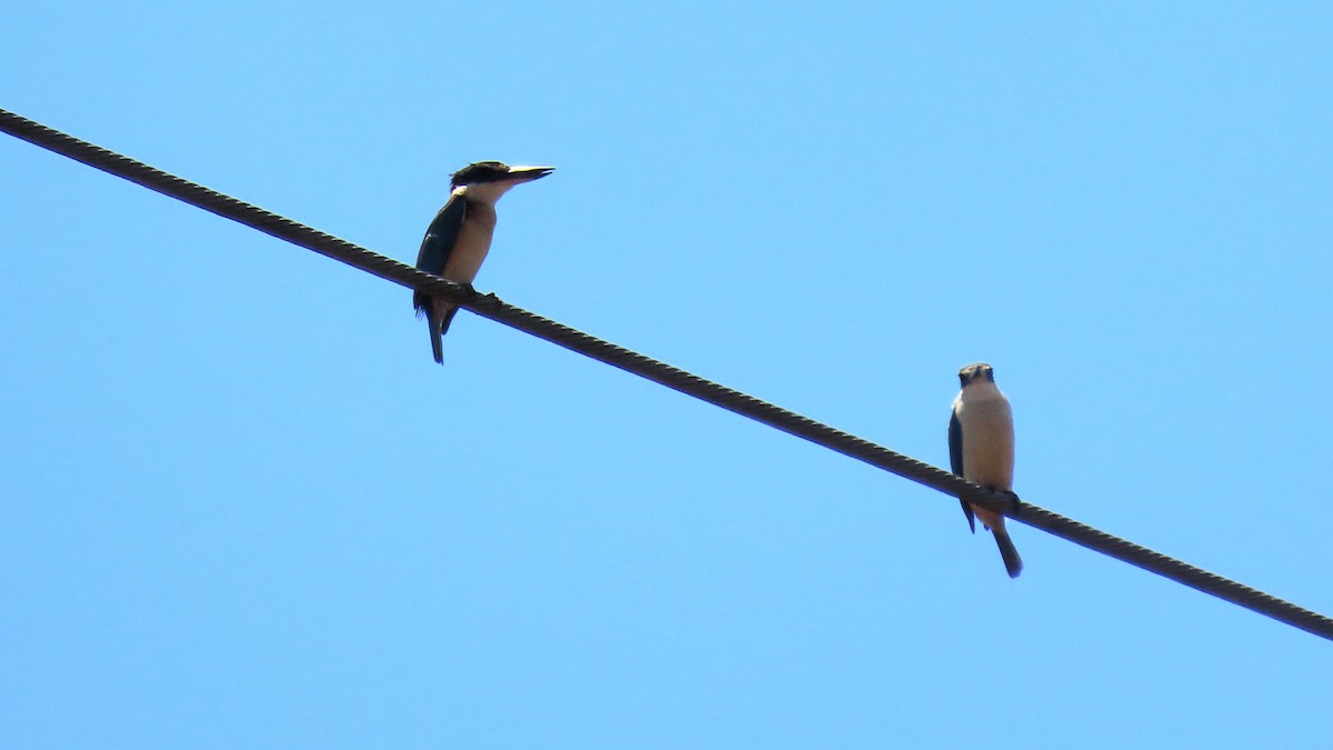 Sacred Kingfisher - ML643926046