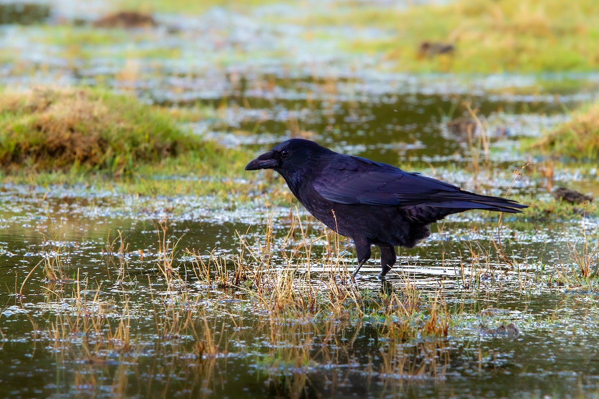 Carrion Crow - ML643926051