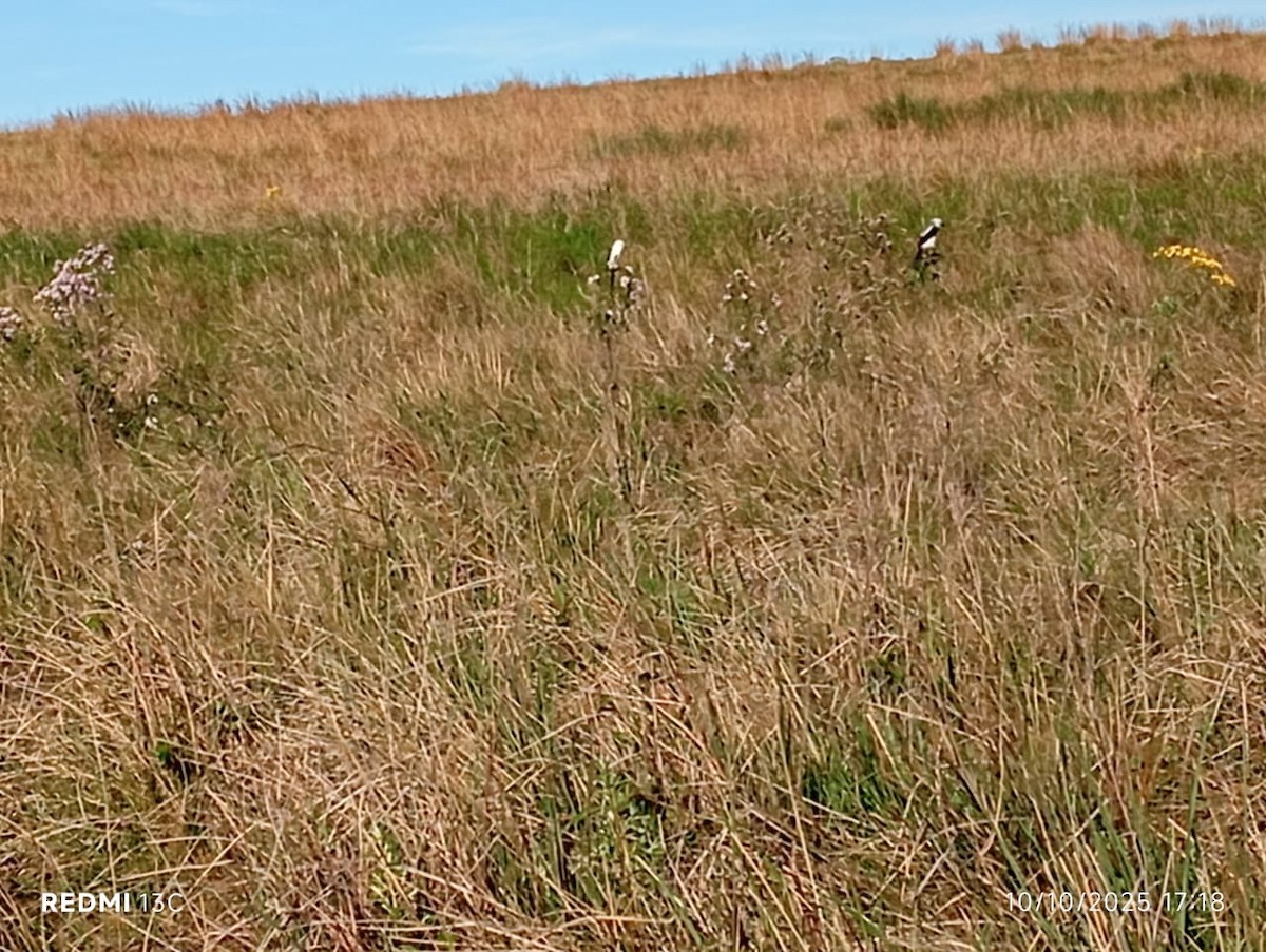 Black-and-white Monjita - ML643926052