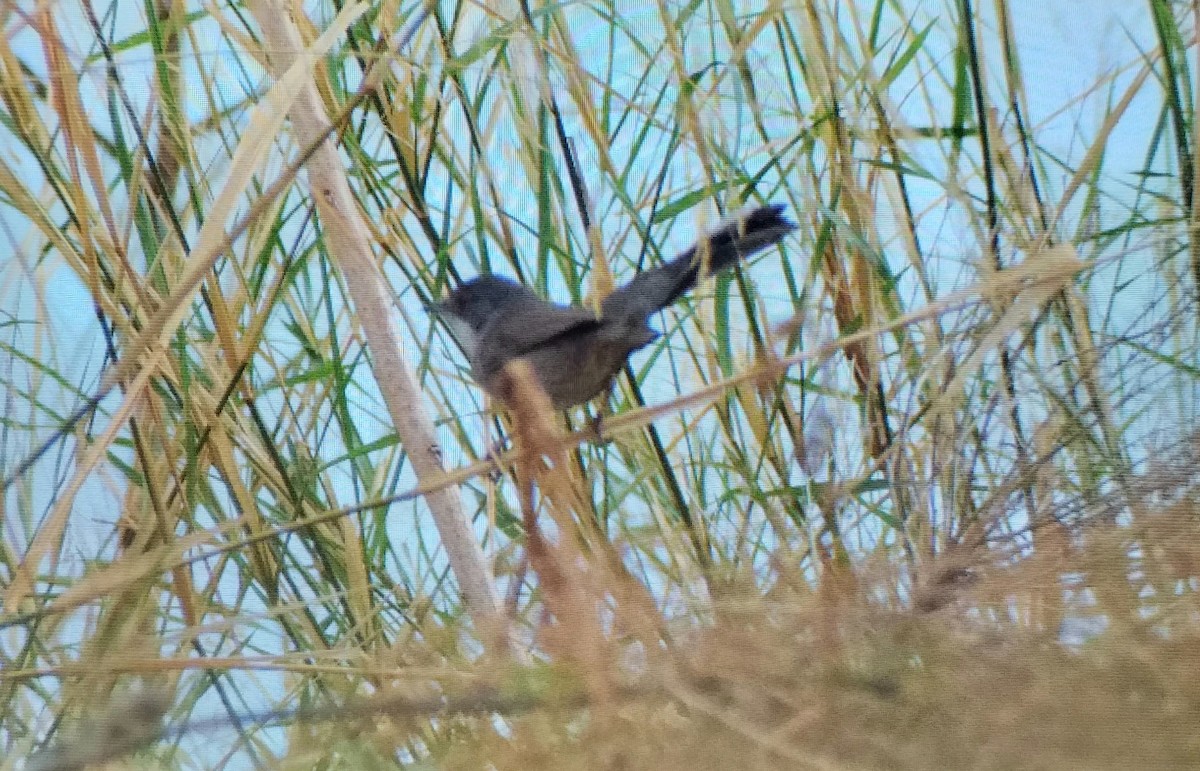 Sardinian Warbler - ML643926053