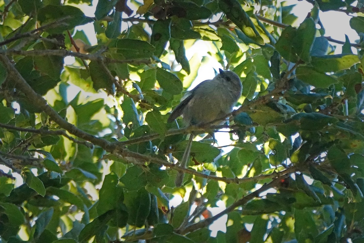 Bushtit - ML643926054