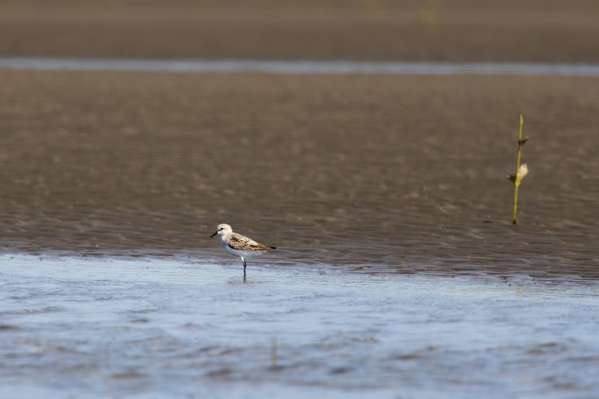 rødstrupesnipe - ML643926065
