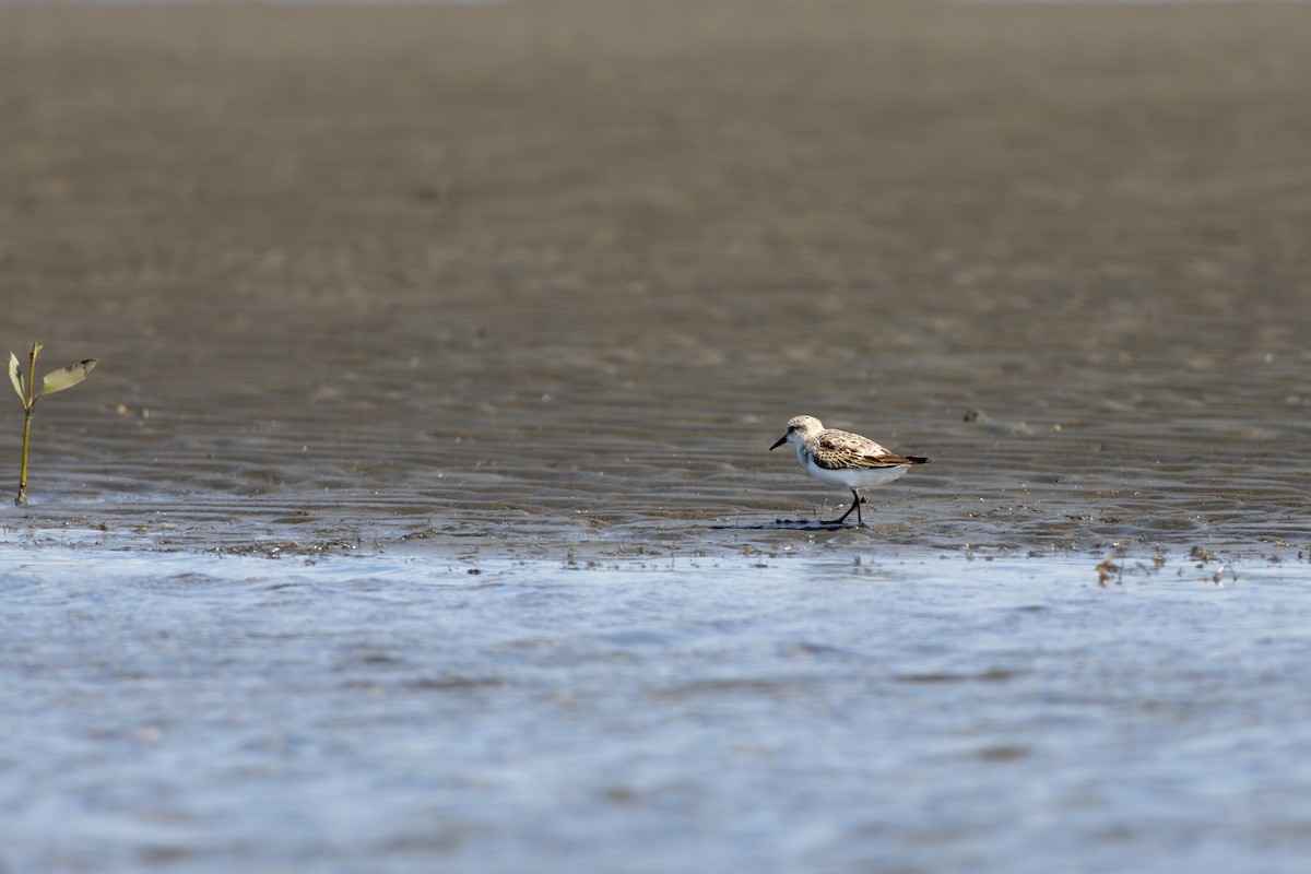 rødstrupesnipe - ML643926066