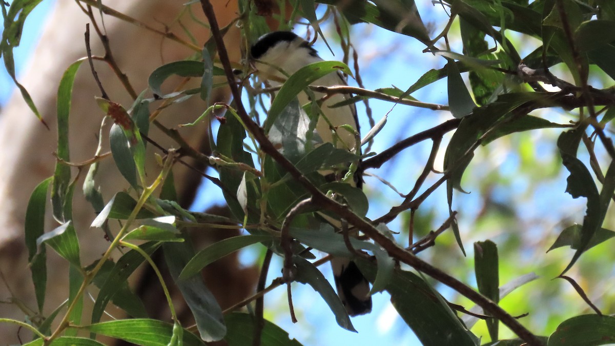 White-winged Triller - ML643926071