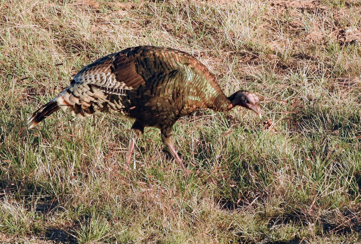 Wild Turkey - ML643926084