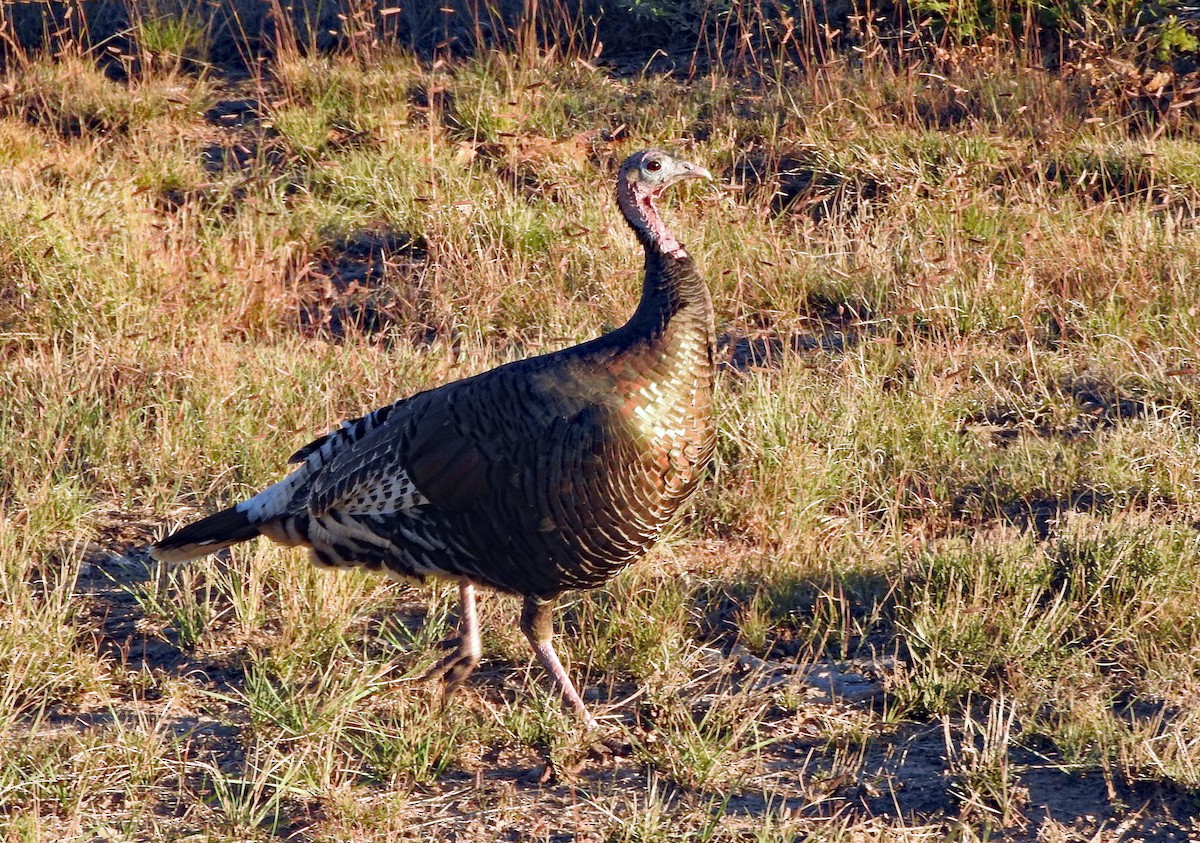 Wild Turkey - ML643926090