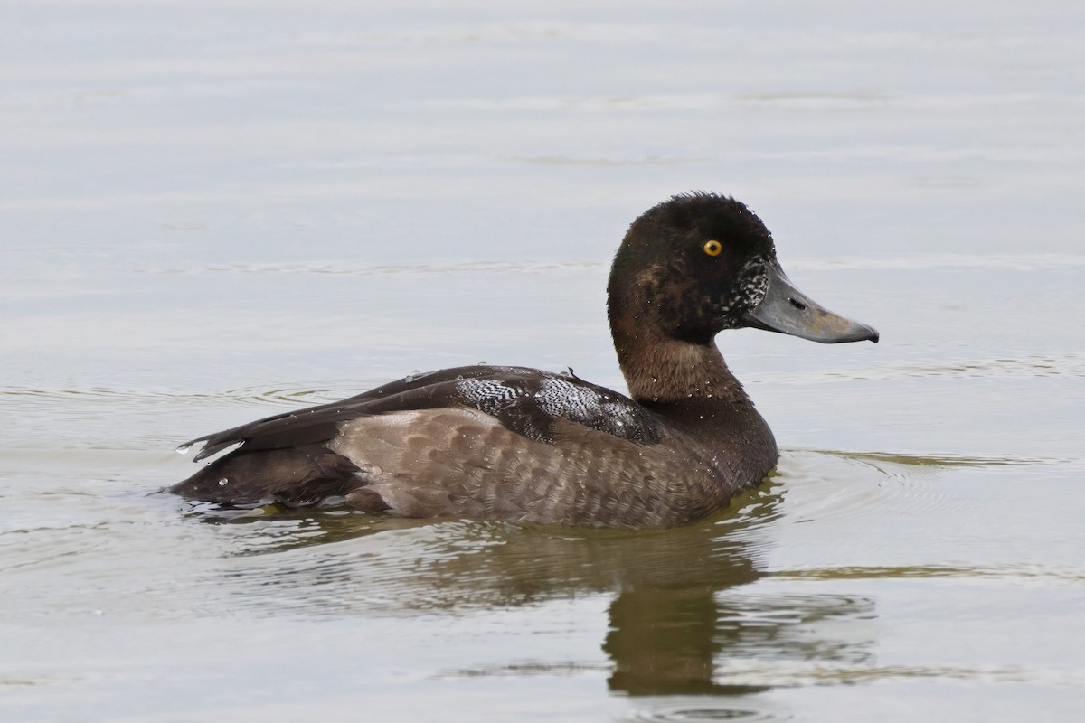 Greater Scaup - ML643926095