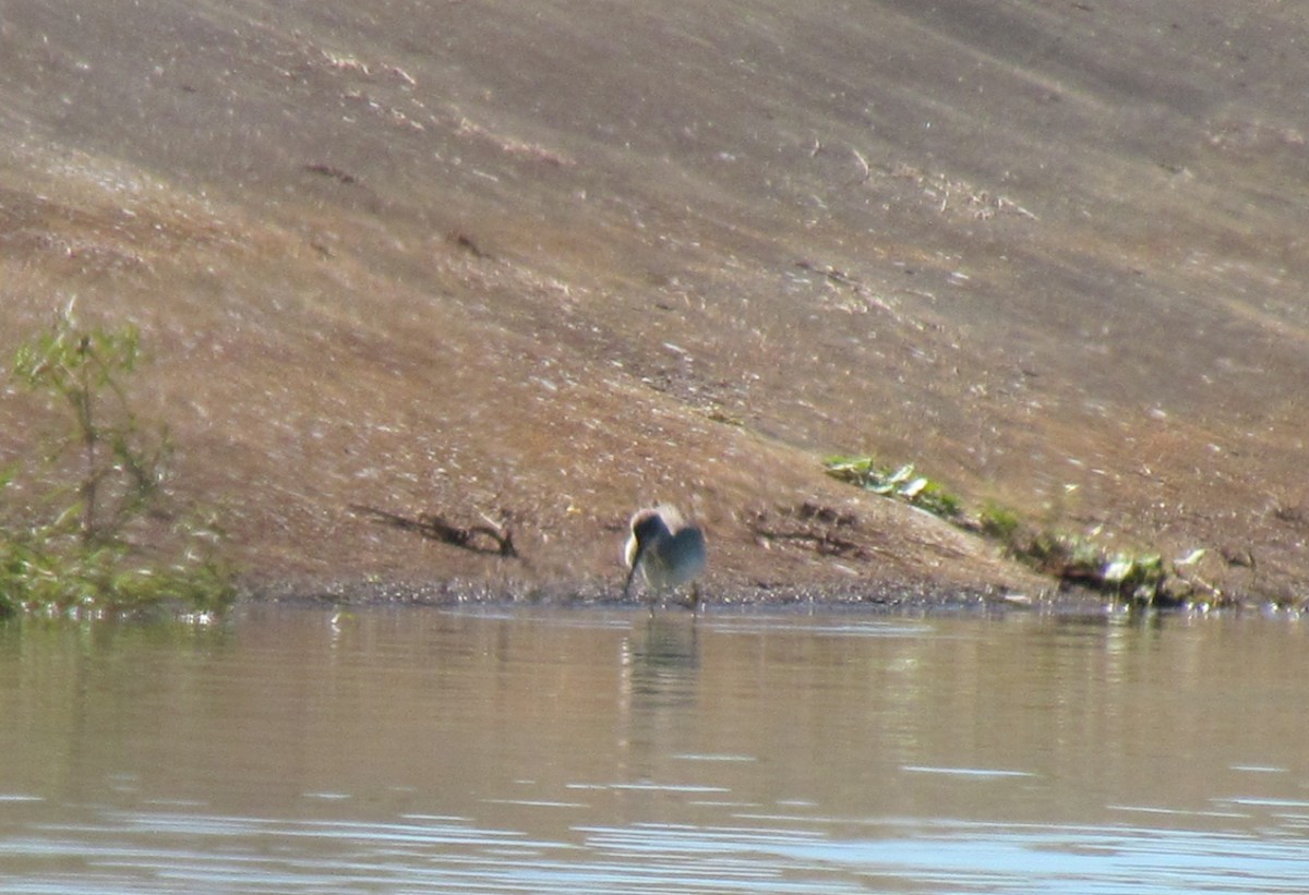 Greater Yellowlegs - ML643926111