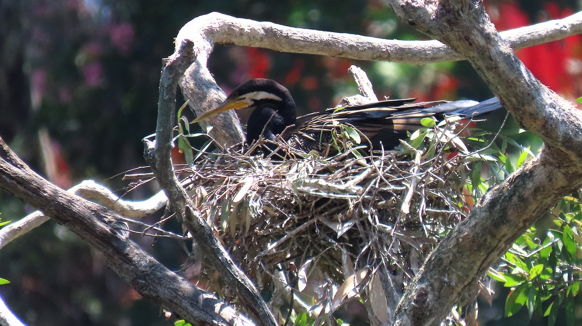 Australasian Darter - ML643926112