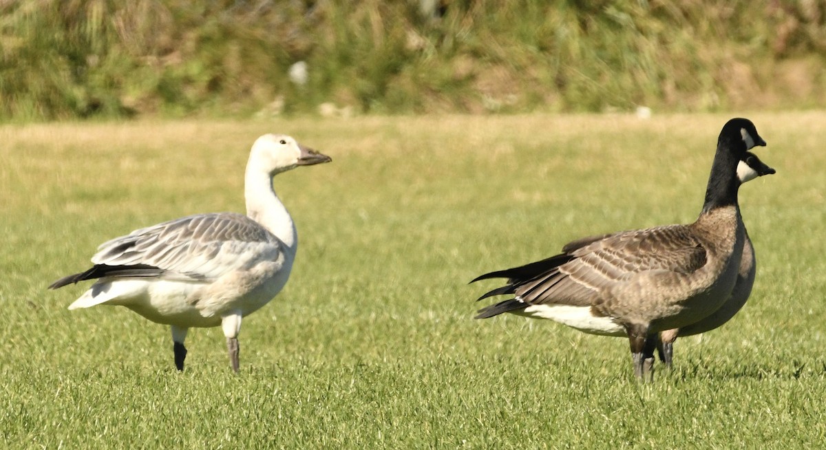 Snow Goose - ML643926114