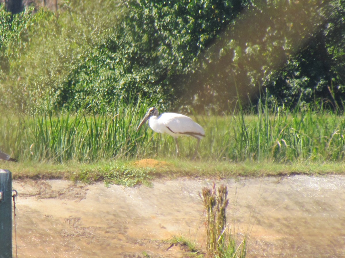 Wood Stork - ML643926116