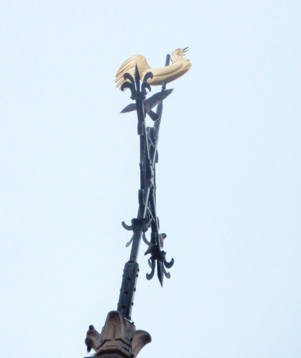 Peregrine Falcon - ML643926118