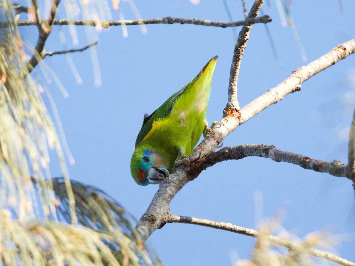 Double-eyed Fig-Parrot (Double-eyed) - ML643926142