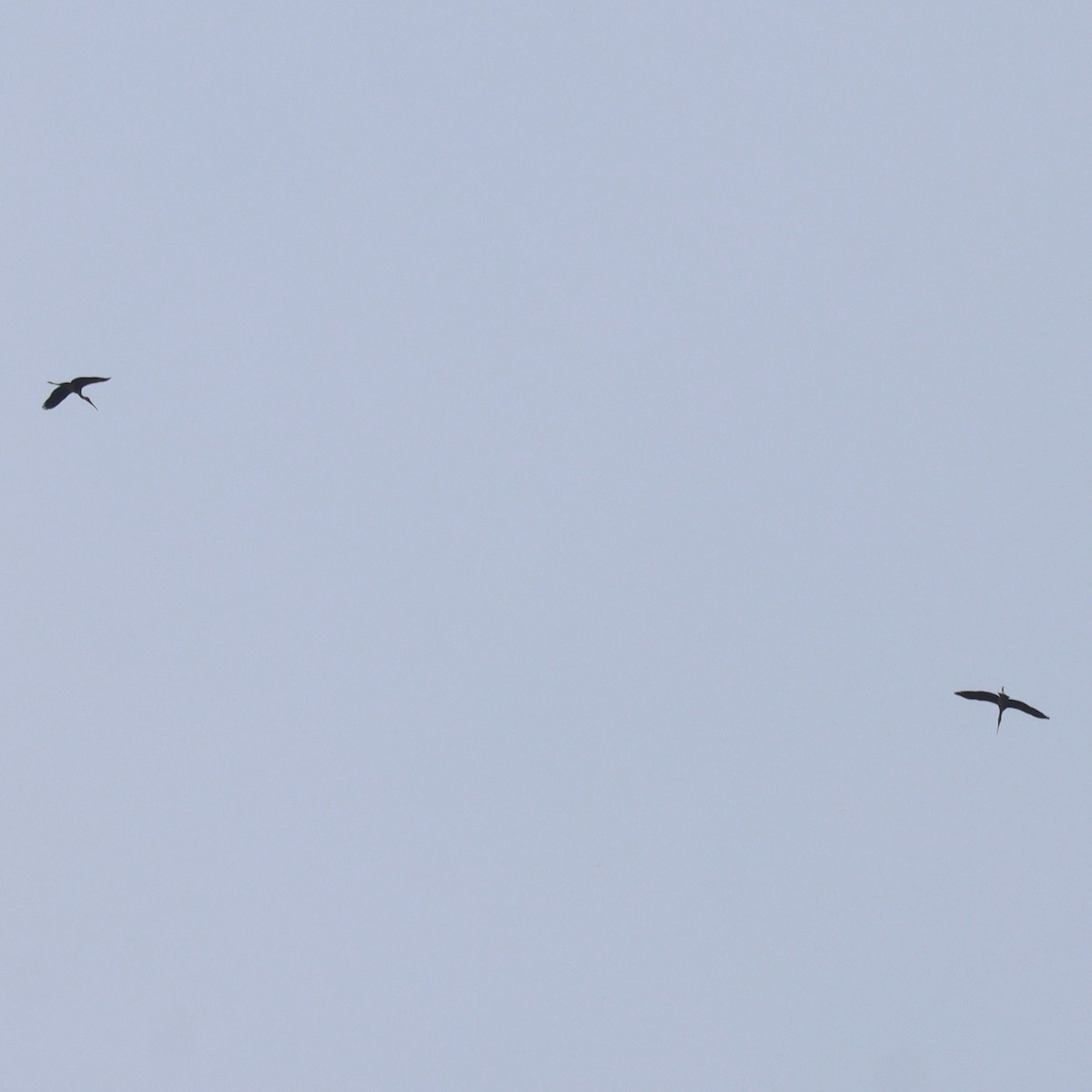 Painted Stork - ML643926185
