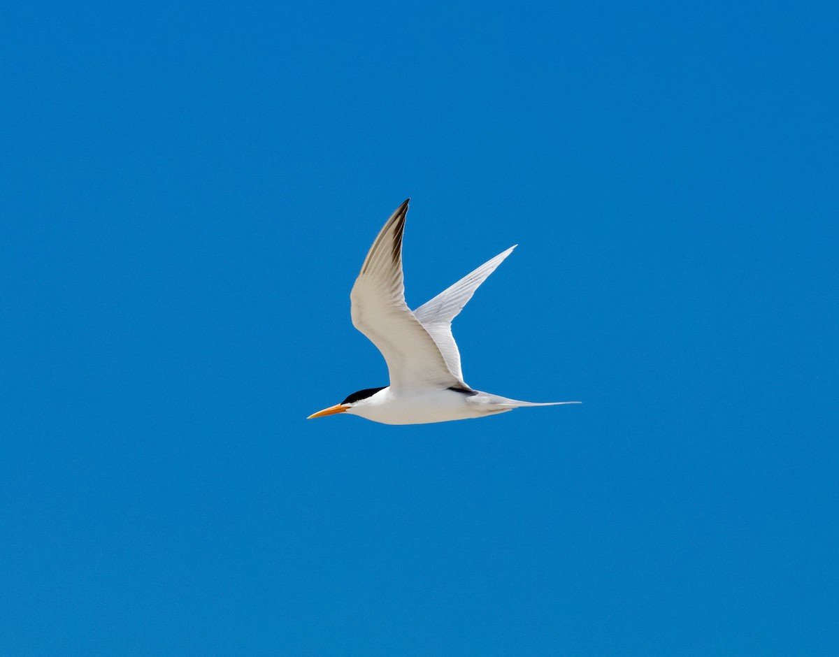 Lesser Crested Tern - ML643926194