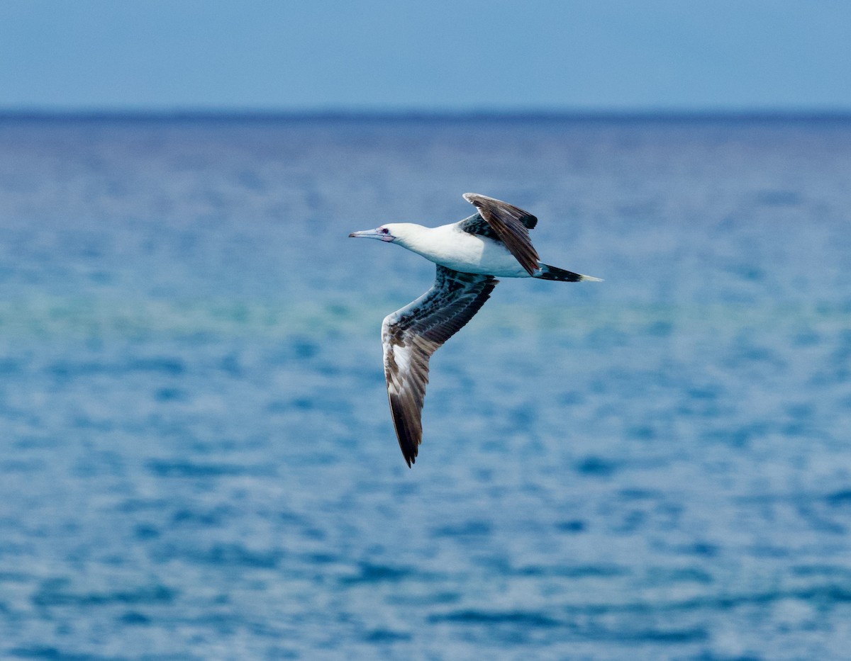 Red-footed Booby - ML643926203
