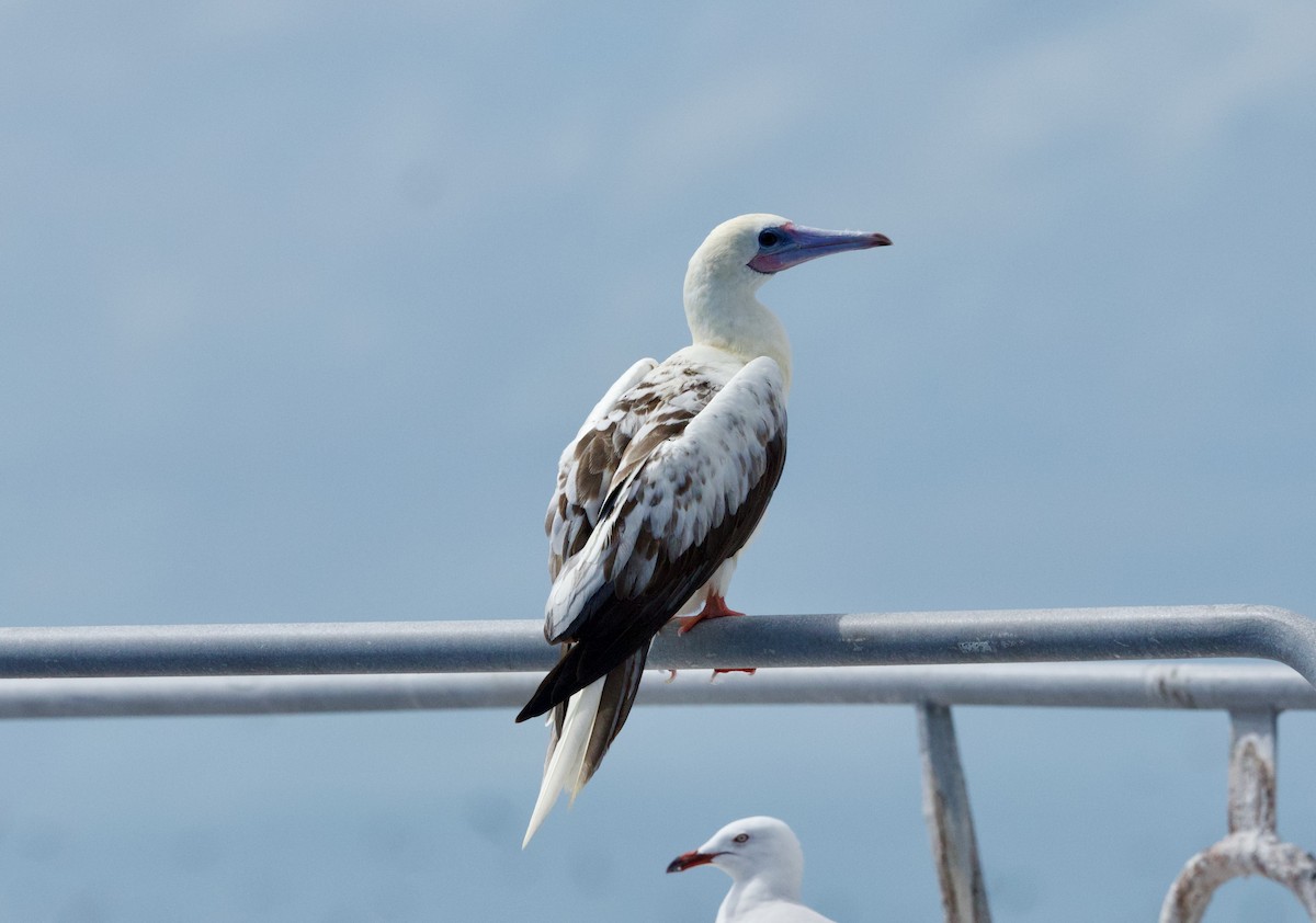 Red-footed Booby - ML643926204