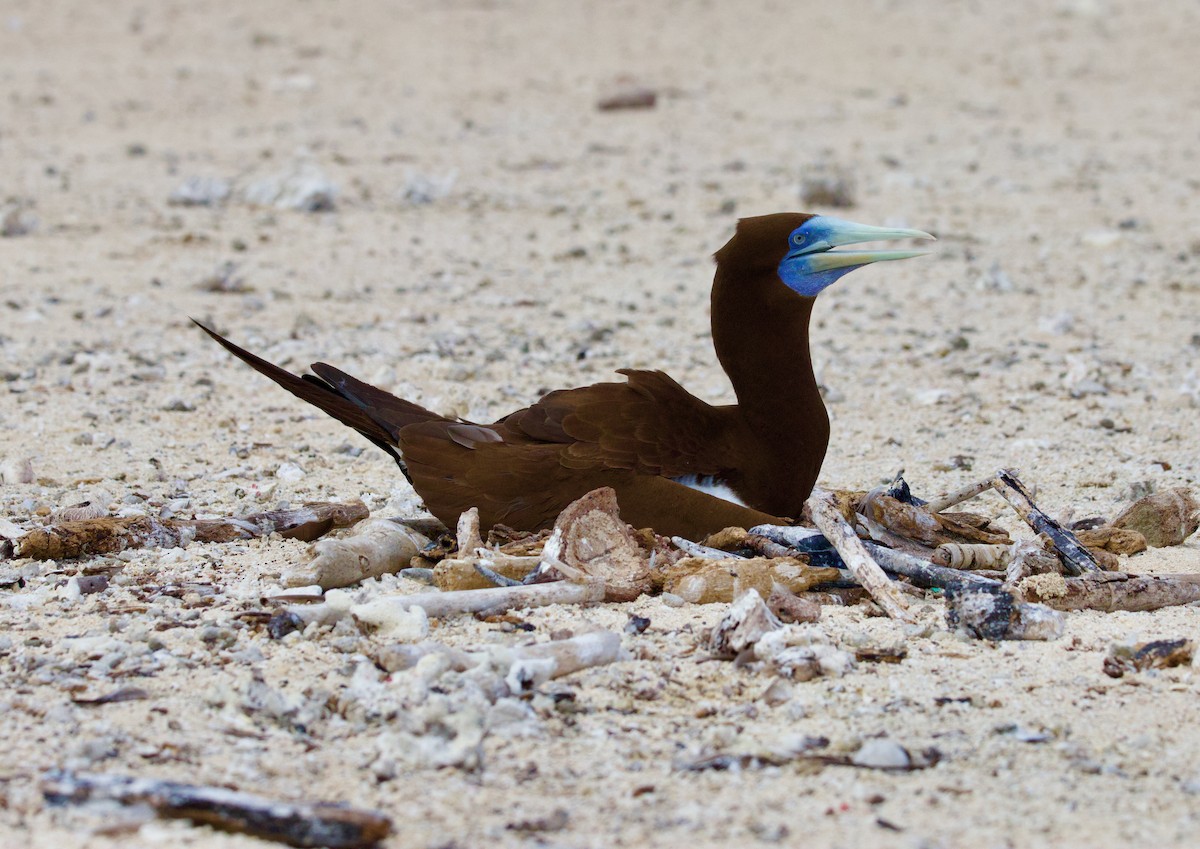 Brown Booby - ML643926211